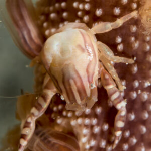 Crabe porcelaine de Haig sur une plume de mer, gros plan vertical vu de dessus, Bunaken, Sulawesi du Nord, Indonésie