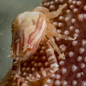 Crabe porcelaine de Haig agrippé au bord d’une plume de mer, vue latérale, Bunaken, Sulawesi du Nord, Indonésie