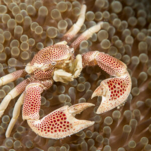 Spotted porcelain crab on an anemone with claws spread wide, Bunaken, North Sulawesi, Indonesia