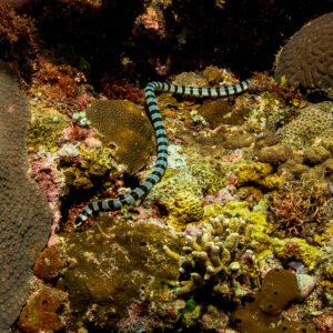 Banded sea krait weaving between corals on the reef, Bunaken, North Sulawesi, Indonesia