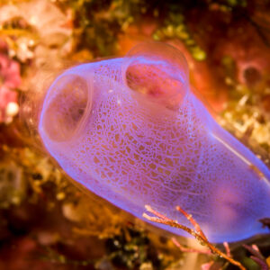 Ascidie translucide bleu-violet aux deux siphons, Bunaken, Sulawesi du Nord, Indonésie