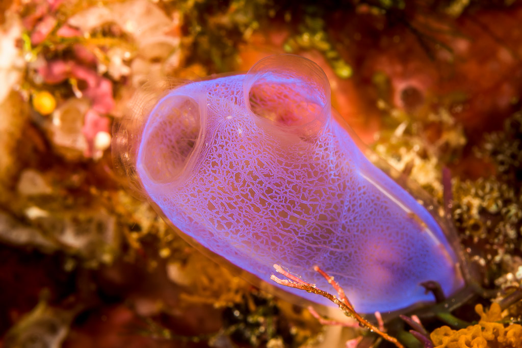 Ascidie translucide bleu-violet aux deux siphons, Bunaken, Sulawesi du Nord, Indonésie