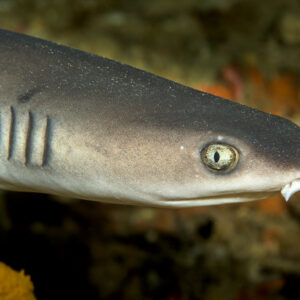Whitetip reef shark head in profile showing gill slits, Bunaken, North Sulawesi, Indonesia
