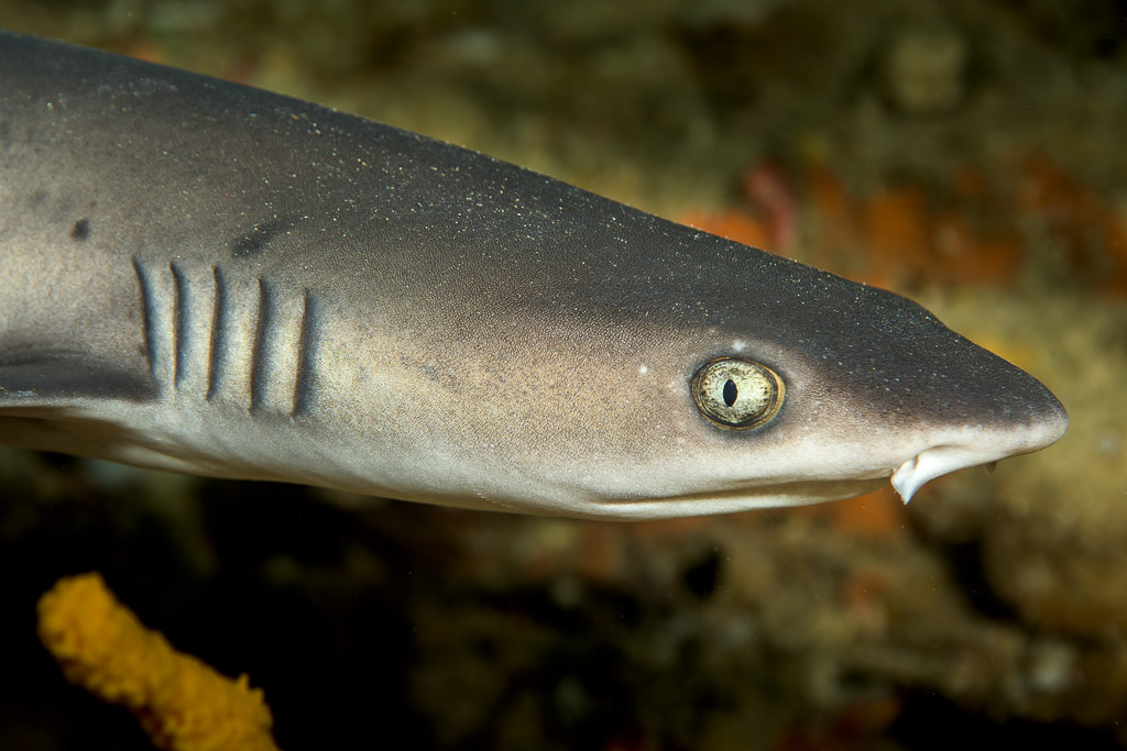 Whitetip reef shark head in profile showing gill slits, Bunaken, North Sulawesi, Indonesia