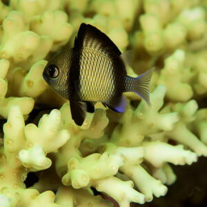 Reticulated dascyllus sheltering among branching coral, Bunaken, North Sulawesi, Indonesia