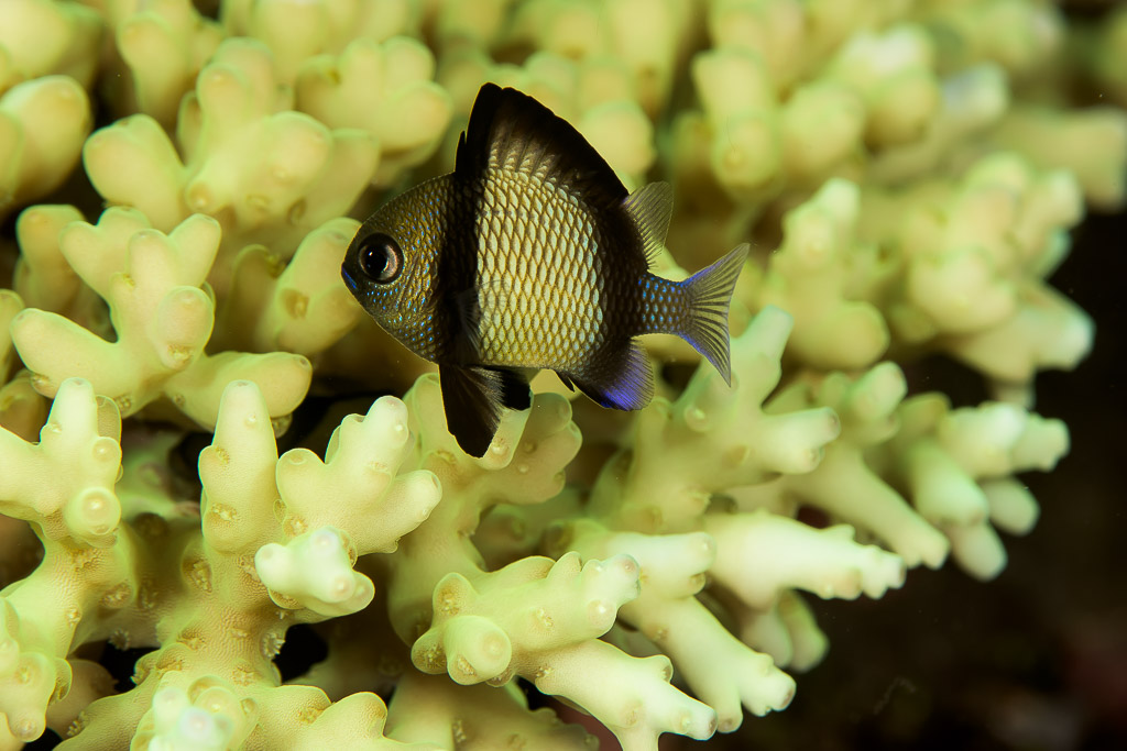 Reticulated dascyllus sheltering among branching coral, Bunaken, North Sulawesi, Indonesia