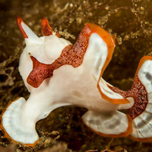 Juvenile warty frogfish, white with orange-red patches, side view, Bunaken, North Sulawesi, Indonesia
