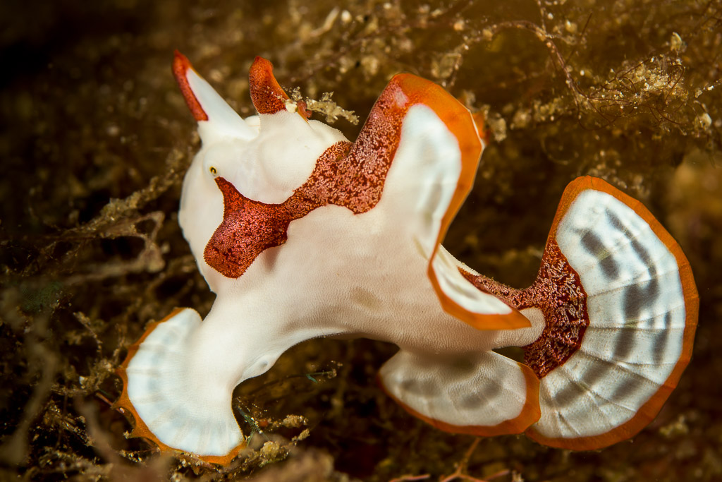 Juvenile warty frogfish, white with orange-red patches, side view, Bunaken, North Sulawesi, Indonesia