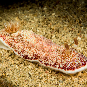 Red-reticulate chromodorid nudibranch on sand, white-rimmed mantle, Bunaken, North Sulawesi, Indonesia