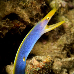 Blue ribbon eel rising from its hole with open mouth, vertical, Bunaken, North Sulawesi, Indonesia