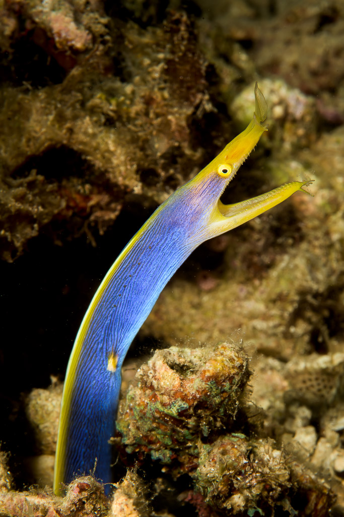 Blue ribbon eel rising from its hole with open mouth, vertical, Bunaken, North Sulawesi, Indonesia
