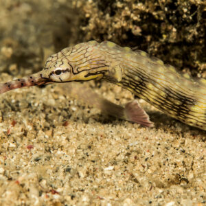 Reeftop pipefish on pale sand, head turned to the left, Bunaken, North Sulawesi, Indonesia