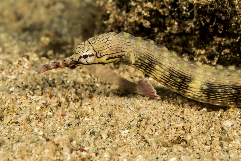 Reeftop pipefish on pale sand, head turned to the left, Bunaken, North Sulawesi, Indonesia