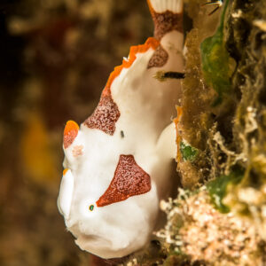 Juvenile warty frogfish clinging vertically to a reef wall, Bunaken, North Sulawesi, Indonesia