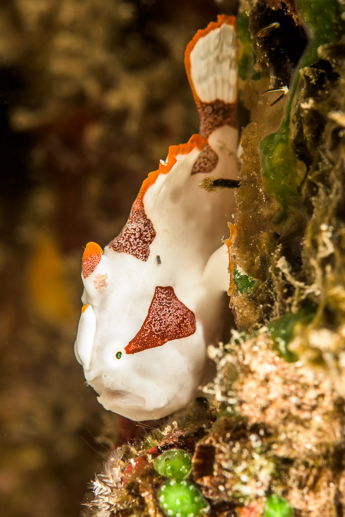 Juvenile warty frogfish clinging vertically to a reef wall, Bunaken, North Sulawesi, Indonesia