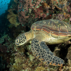 Green sea turtle resting on a reef ledge facing the blue, Bunaken, North Sulawesi, Indonesia