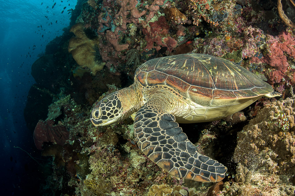 Tortue verte au repos sur un surplomb récifal face au bleu, Bunaken, Sulawesi du Nord, Indonésie