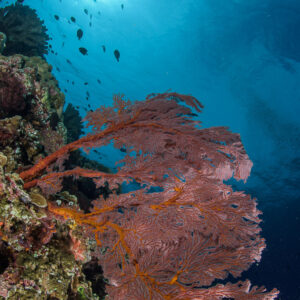 Red sea fan on a reef wall with sunburst, vertical, Bunaken, North Sulawesi, Indonesia