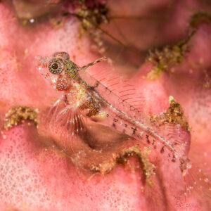Tiny translucent goby perched on a pink sponge, Bunaken, North Sulawesi, Indonesia