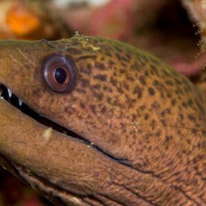 Giant moray head with open mouth showing teeth, Bunaken, North Sulawesi, Indonesia