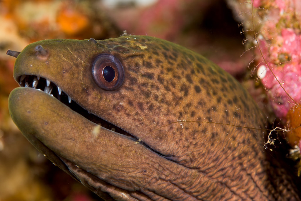 Tête de murène javanaise gueule ouverte, dents visibles, Bunaken, Sulawesi du Nord, Indonésie