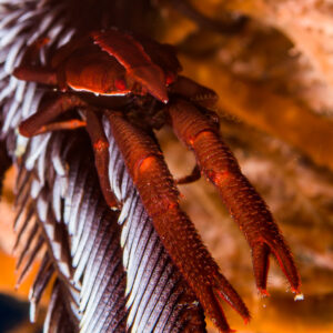 Dark red crinoid squat lobster clinging to feather star arms, vertical, Bunaken, North Sulawesi, Indonesia