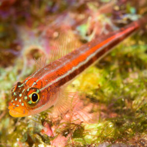 Striped triplefin on algae-covered reef, diagonal view, Bunaken, North Sulawesi, Indonesia