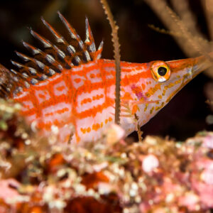 Longnose hawkfish perched among black coral branches, Bunaken, North Sulawesi, Indonesia
