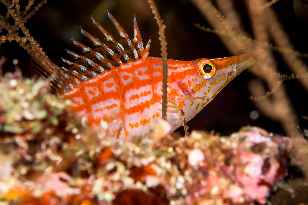 Longnose hawkfish perched among black coral branches, Bunaken, North Sulawesi, Indonesia