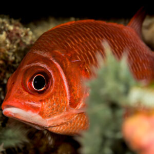 Red squirrelfish head peering from behind hydroids, Bunaken, North Sulawesi, Indonesia