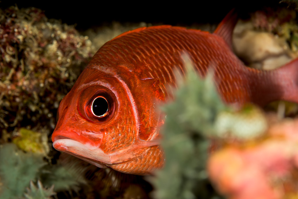 Tête de poisson-écureuil rouge derrière des hydraires, Bunaken, Sulawesi du Nord, Indonésie