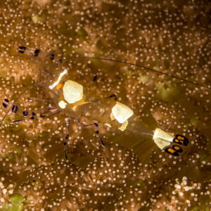 Peacock-tail anemone shrimp on an anemone, white-spotted transparent body, Bunaken, North Sulawesi, Indonesia