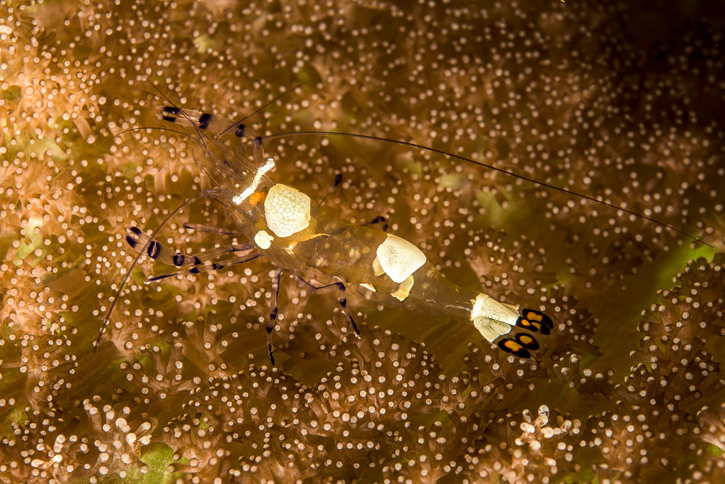 Peacock-tail anemone shrimp on an anemone, white-spotted transparent body, Bunaken, North Sulawesi, Indonesia