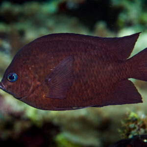 Dark brown damselfish with blue eye in profile over the reef, Bunaken, North Sulawesi, Indonesia