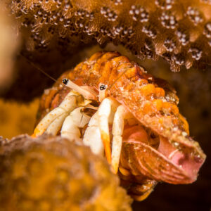 Bernard-l’ermite dans sa coquille sous un corail encroûtant, Bunaken, Sulawesi du Nord, Indonésie