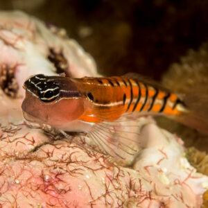 Small blenny with orange-barred body and striped black head on coral, Bunaken, North Sulawesi, Indonesia