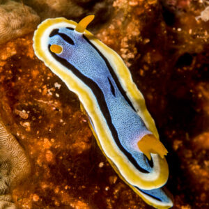 Blue chromodoris nudibranch with black line and orange gills, vertical, Bunaken, North Sulawesi, Indonesia