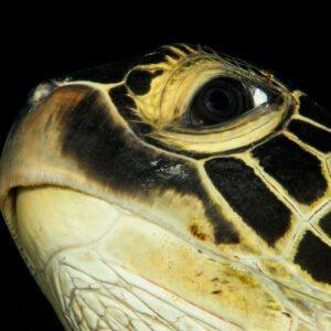 Gros plan de la tête d’une tortue verte sur fond noir, Bunaken, Sulawesi du Nord, Indonésie