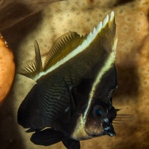Poisson-cocher fantôme sous un surplomb récifal, format vertical, Bunaken, Sulawesi du Nord, Indonésie