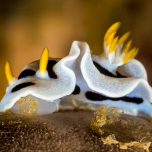 White chromodoris nudibranch with black lines and yellow gills, wavy mantle, Bunaken, North Sulawesi, Indonesia