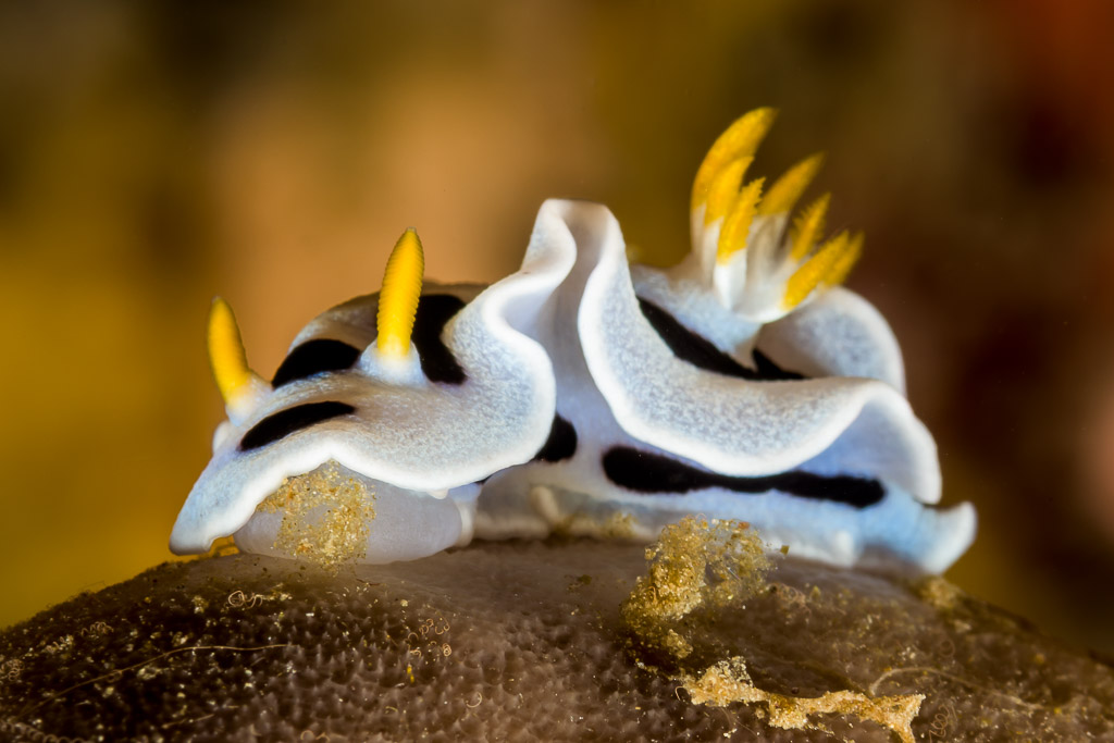 White chromodoris nudibranch with black lines and yellow gills, wavy mantle, Bunaken, North Sulawesi, Indonesia