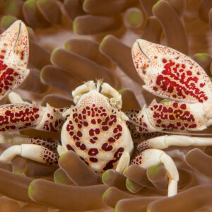 Crabe porcelaine tacheté de face sur une anémone, pinces levées, Bunaken, Sulawesi du Nord, Indonésie