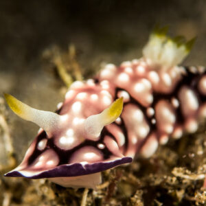 Pink and purple nudibranch with white tubercles and dark reticulation, Bunaken, North Sulawesi, Indonesia