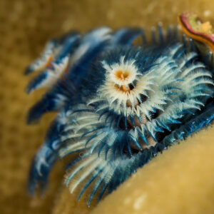 Blue Christmas tree worm with spiral plumes on coral, Bunaken, North Sulawesi, Indonesia