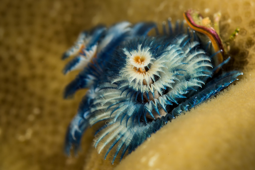 Blue Christmas tree worm with spiral plumes on coral, Bunaken, North Sulawesi, Indonesia
