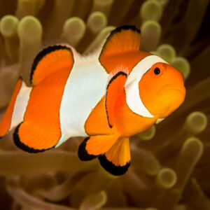 Poisson-clown à trois bandes nageant devant son anémone, Bunaken, Sulawesi du Nord, Indonésie