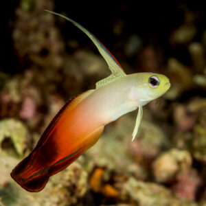 Poisson de feu en suspension au-dessus du récif, format vertical, Bunaken, Sulawesi du Nord, Indonésie