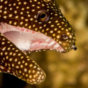 Whitemouth moray with gaping mouth and white-spotted skin, Bunaken, North Sulawesi, Indonesia