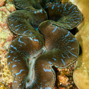 Boring giant clam mantle with blue patterns, vertical, Bunaken, North Sulawesi, Indonesia