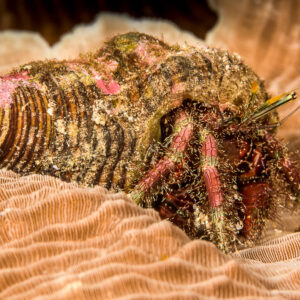 Hairy red-legged hermit crab in an encrusted shell on coral, Bunaken, North Sulawesi, Indonesia